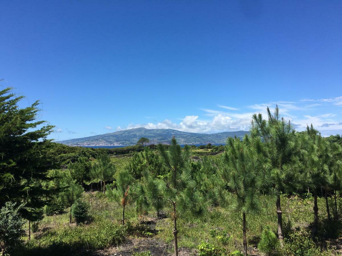Home Pico - Casa Dos Cedros Criacao Velha Екстериор снимка